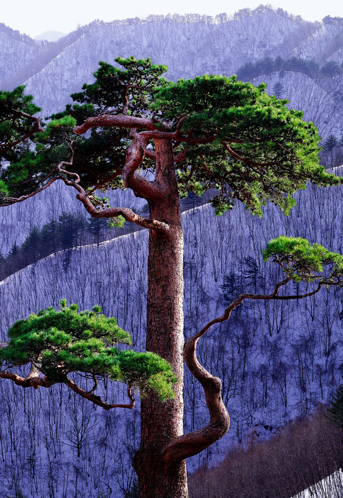 arbre coréen